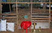Thengayeru (12,000)